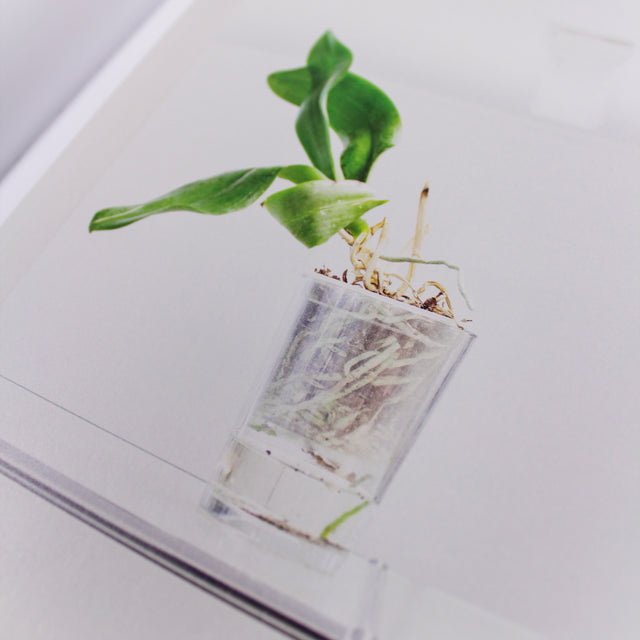 German Business Plants – limited Collectors Edition