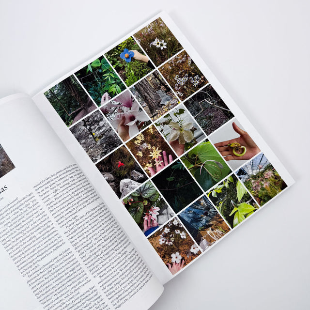 The Plant Issue 25