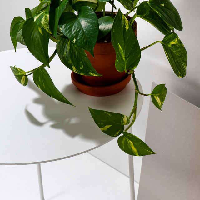 Solid 01 Side Table – White – buy at GUDBERG NERGER Shop